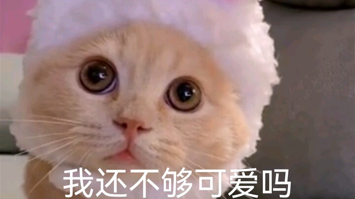 “I Actually Got Healed by a Little Kitten”