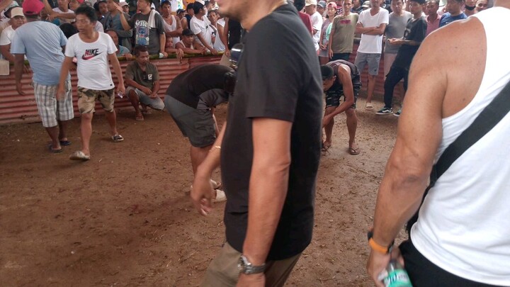 win Ang ating manok mga idol . laki ng pusta ng kalaban . binihag lang natin .2 panalo nya na Yan 🙏