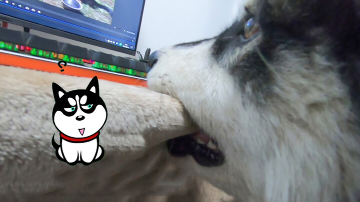 Pet | When Seeing Itself in Videos