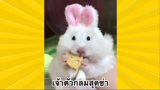 สัตว์เลี้ยงเพื่อนขนปุย : เจ้าตัวกลมสุดซ่า