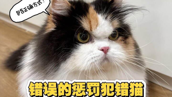 Cách trừng phạt mèo phạm lỗi bị mèo con hiểu lầm