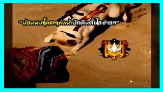 FREEFIRE ฉากเกรียนๆฮาๆน้อนหมาหน้าปักดินตั้งไอซ์วอล ep.169