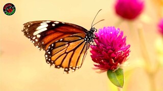 Cute Butterflies| Unique Style butterfly song|Butterfly Family|New Nursery Rhyme 2024 | Kid Learning