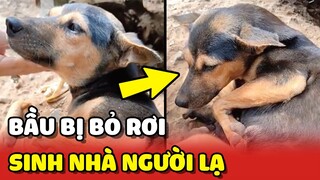 Bé CHÓ BẦU bị BỎ RƠI phải SINH CON trong nhà NGƯỜI LẠ 😢 | Yêu Lu