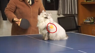 "Đã nói bao nhiêu lần rồi, lúc đánh bóng bàn không được có mèo"
