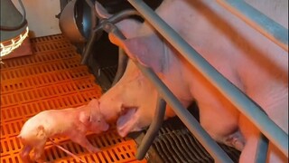 لماذا لا ترحم الخنزيرة صغارها؟