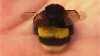 The fat baby of the bee world