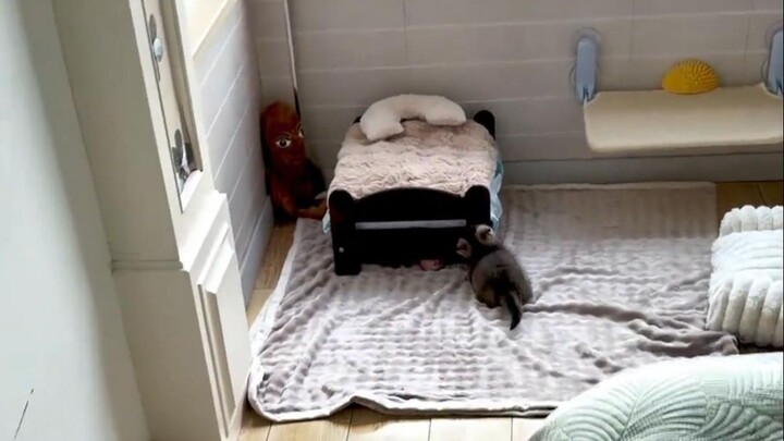 This is clearly the kitten’s room, and you’re the maid Mom assigned to the kitten.