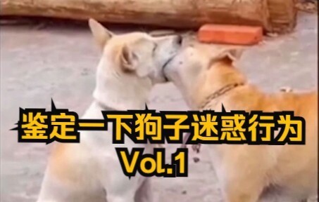 【Guru Kehidupan Anjing】Menguraikan Kelakuan Membingungkan Anjing Vol.1