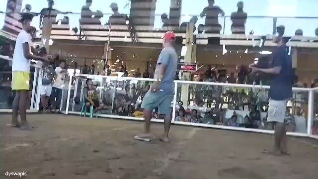 my 3year old McLean Hatch x Calidome