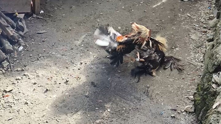 Nov 2 Parehas talisayin