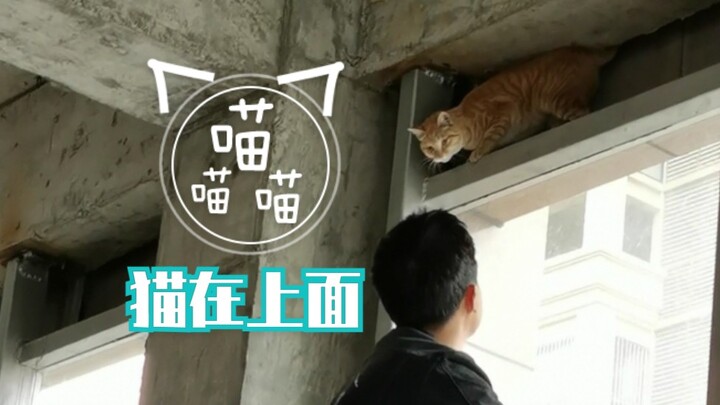 【Pengadopsi Kucing Tua Lao Fengyang】 Si Kucing yang Menangis di Atas Papan Iklan saat Malam Hari.