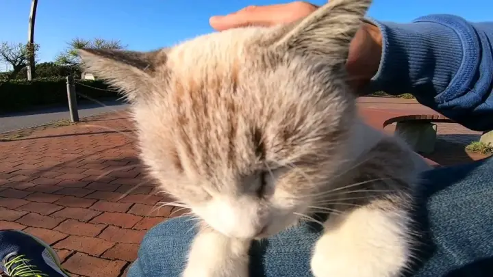 While I was sitting on a park bench, a stray cat came to me