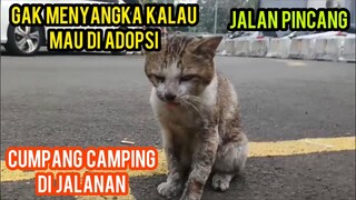 Subhan Allah Kucing Tua Pincang Lidahnya Julur Seneng Banget Di Adopsi Bikin Haru Semua Orang..!