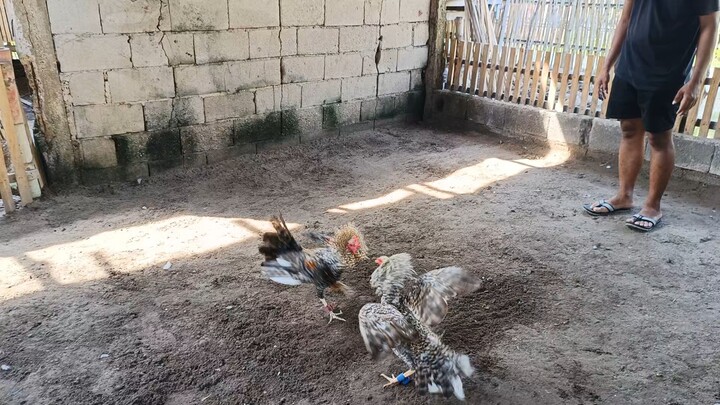 JM Fantastic bulik vs. JD bulik