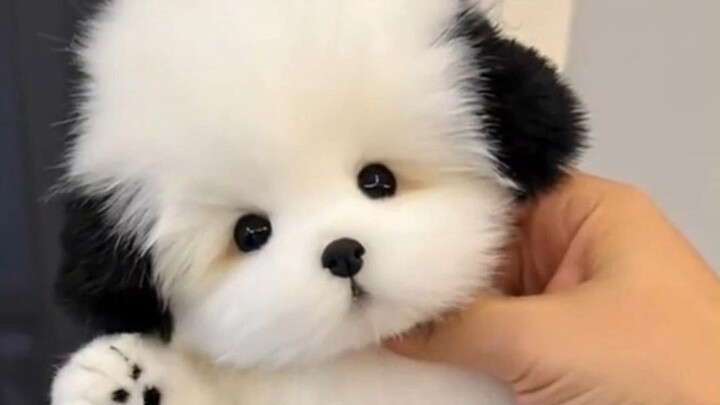 Can you believe how adorable baby animals can be? Come on, tell us which one you love the most!