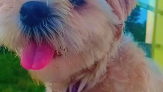 my little shihtzu puppy/cute/pet lover