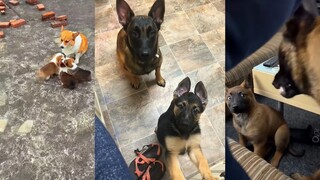 Dogs are different when they become parents. They are really serious when they are serious.