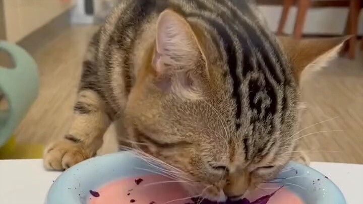 The Cat Who Loves Sweet Potatoes