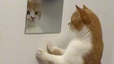 Kucing ngomong sama cermin