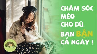 CHĂM SÓC MÈO ngay cả khi bạn BẬN cả ngày