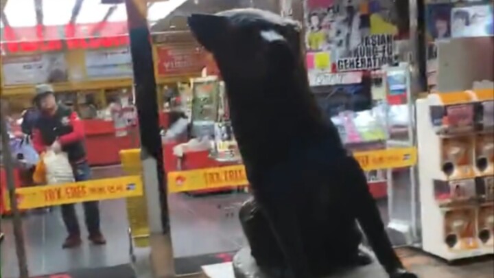 Tượng chó méo