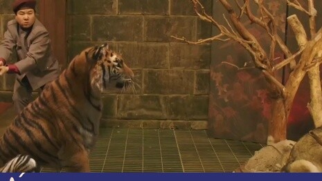 Harimau ini cukup nakal. Itu menakutkan.