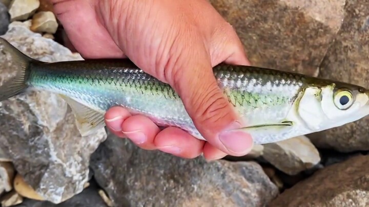 Is the whitebait really tasty? A lot of people say it has lots of bones and little meat—honestly, I 