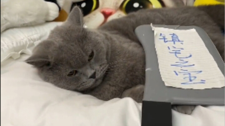 Cat Trust Challenge~