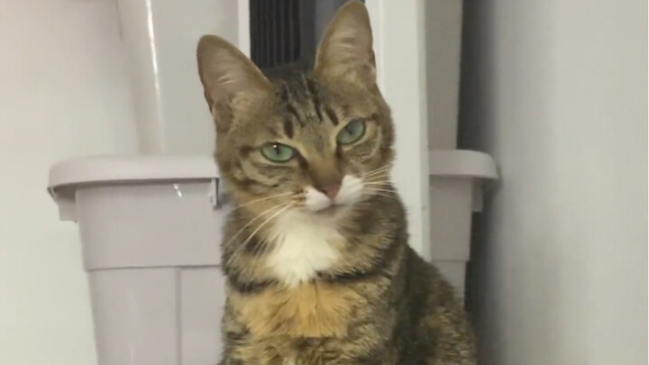 The Two Faces of Meow Cat