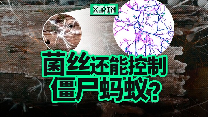 真菌没有心脏、没有大脑，却能精准操控生物？【差评君】