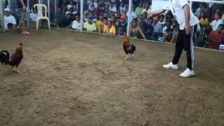 2hits ulota chapion po tayo mga idol
