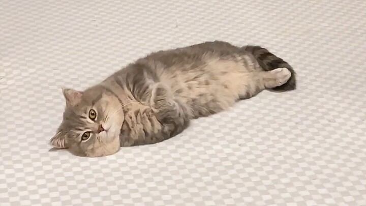 Sea cucumbers… all they do every day is lie around; there’s not much else they can do.