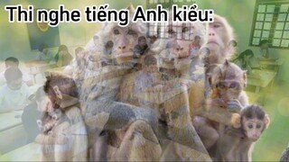 Thi nghe tiếng Anh kiểu: