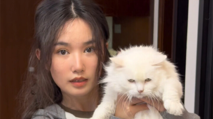 Mèo Sư Tử chính thức được Học Viện Mèo Đức thu nhận!