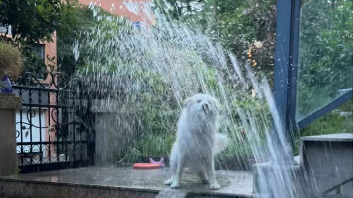How to wash a dog one-handed in 5 minutes (Sorry! I didn't pay attention to turning off the faucet w
