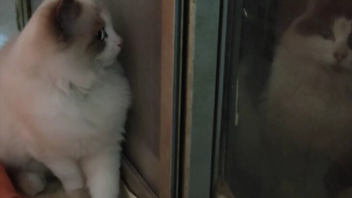 I absolutely cannot agree to this marriage. I disagree.