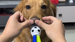 تبين أن هذا هو الاستخدام الحقيقي لأنف الكلب