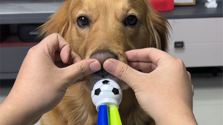 原来狗鼻子是这样用的