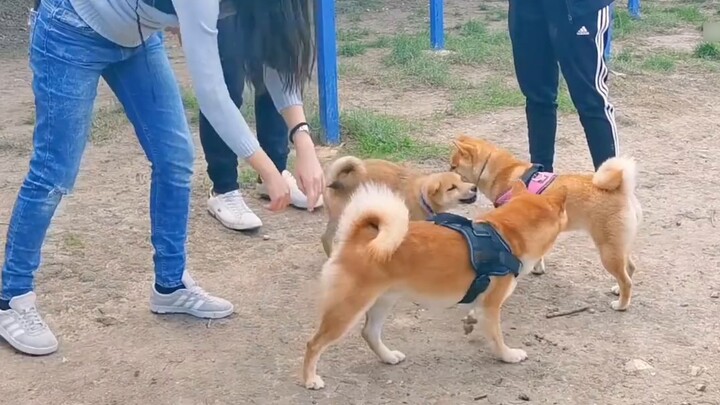 Ai không sở hữu Shiba Inu sẽ bật cười sau khi xem hai video này, còn những ai sở hữu Shiba Inu sau k