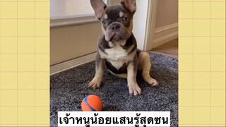 เพื่อนตัวน้อยแสนซน : เจ้าหนูน้อยแสนรู้สุดซน