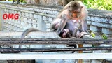 Very Busy Baby Monkey Bean Jumps To Mother Till She Gets Hurt And Warns