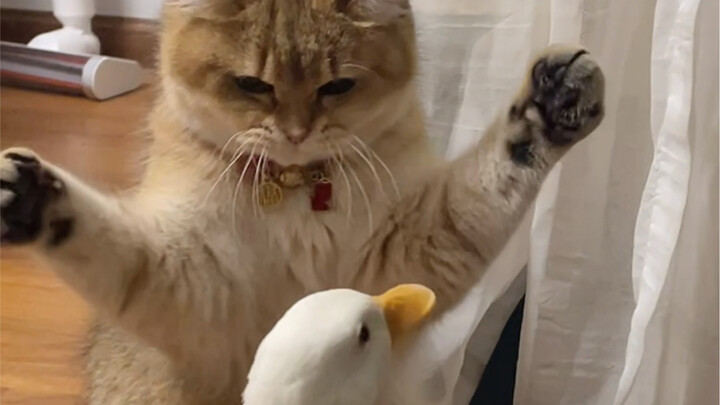 鸭子报仇，三个月不晚！