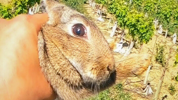 I harvested two boxes of rabbits in one morning.