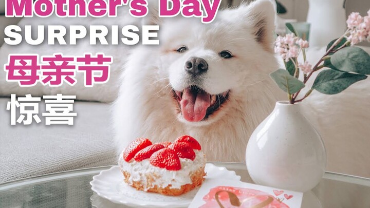 【Samoyed Maya】Kado Hari Ibu yang Disiapkan Maya untuk Majikannya ❤