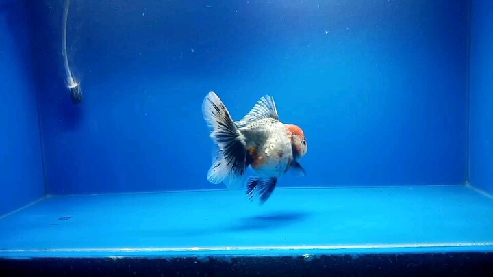 Pinaka magandang Kirin Oranda (Pinabagsik)