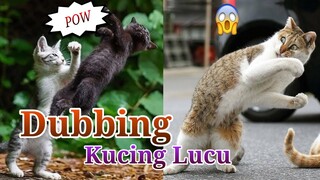 [Eng/Indo Sub] Tingkah Kucing Lucu Bikin Ngakak Viral - Video Dubbing YU Damel