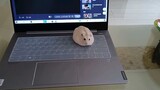 My Hamster Sitting On My Laptop Like A Mouse