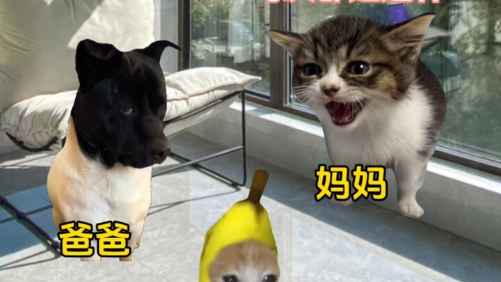 When I was a kid, I used to deliver messages for my parents #CatMeme #Funny #Childhood #Abstract