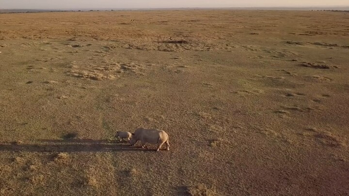 White Rhino Family  Birth and Independence  Wildlife Documentary (1080P HD)